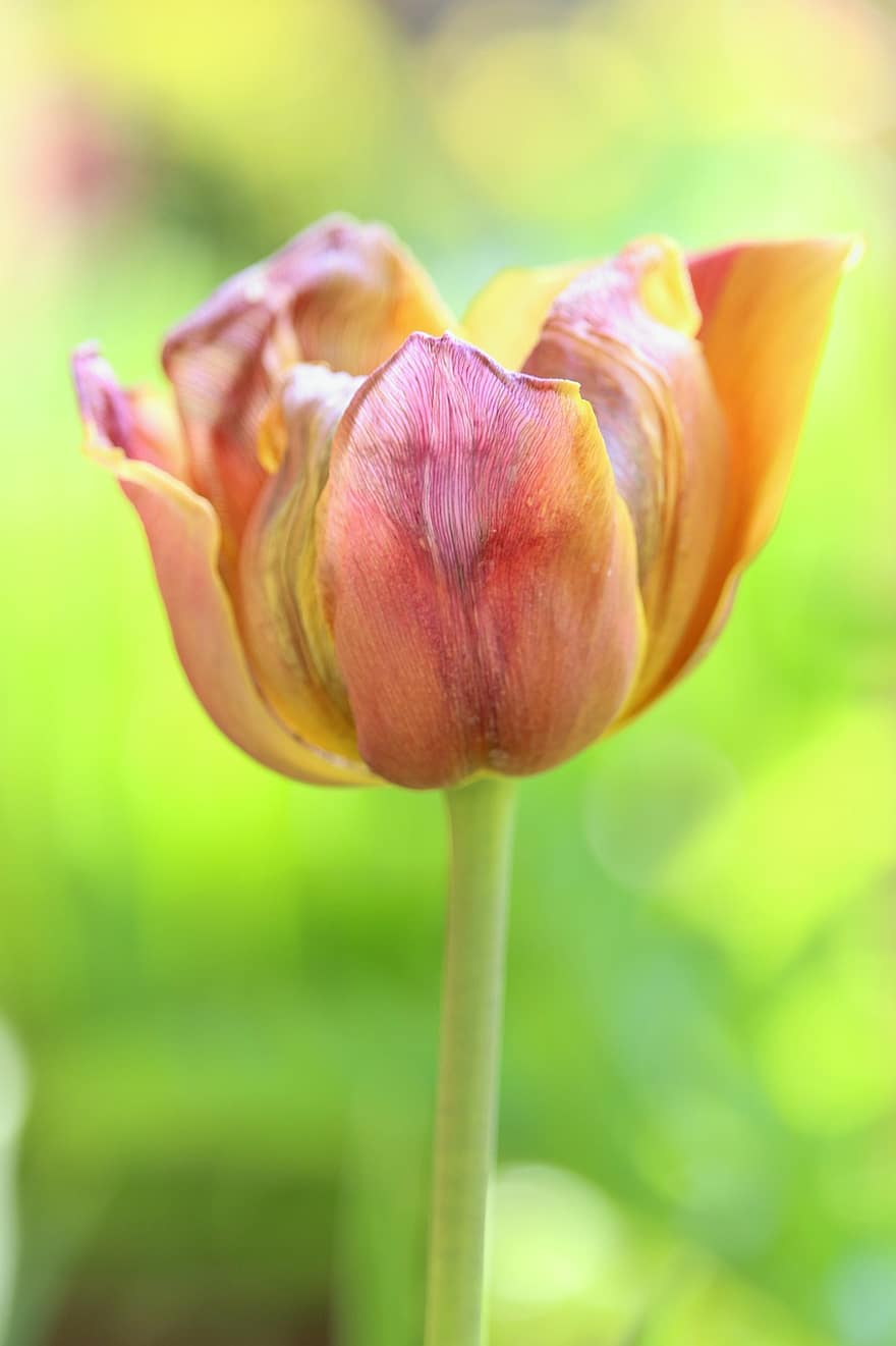 tulipan, kwiat, wiosna, kwitnąć, flora, Natura, głowa kwiatu, roślina, płatek, zbliżenie, lato