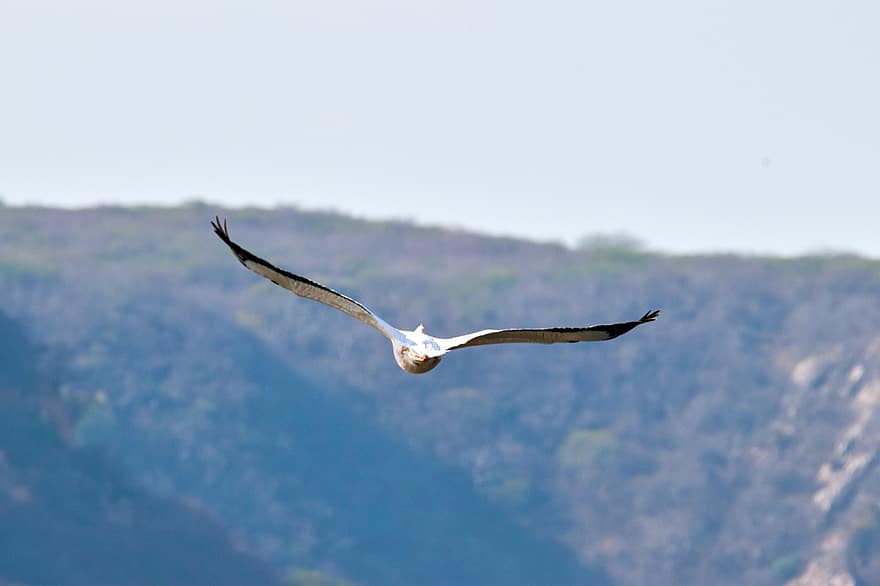 Seagull, Bird, Flying, Wings, Flight, Animal, Feathers, Plumage, Beak, Bill, Bird Watching