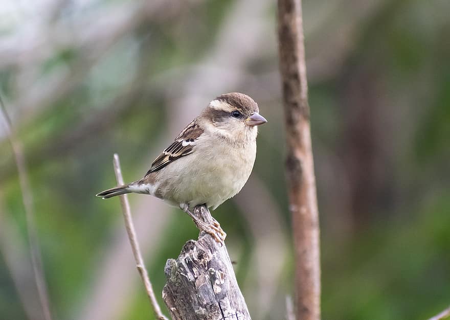 Sparrow, Endangered Specie, House Sparrow, Bird, Sperling, Plumage, Songbird, Feather, Bill, Branch, Avian