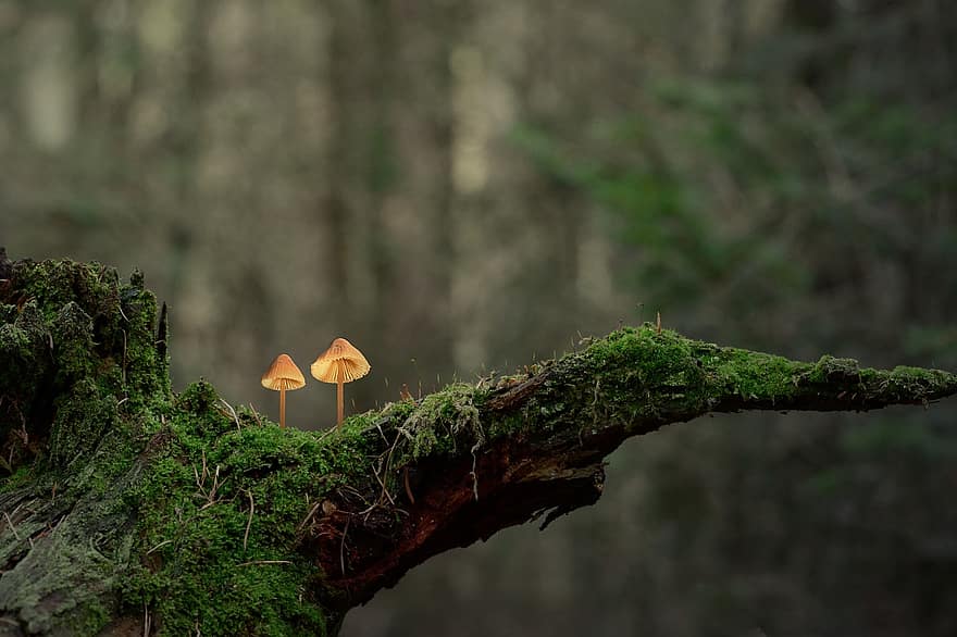 Mushrooms, Plants, Toadstool, Mycology, Moss, Forest, Wild, green color, tree, autumn, leaf