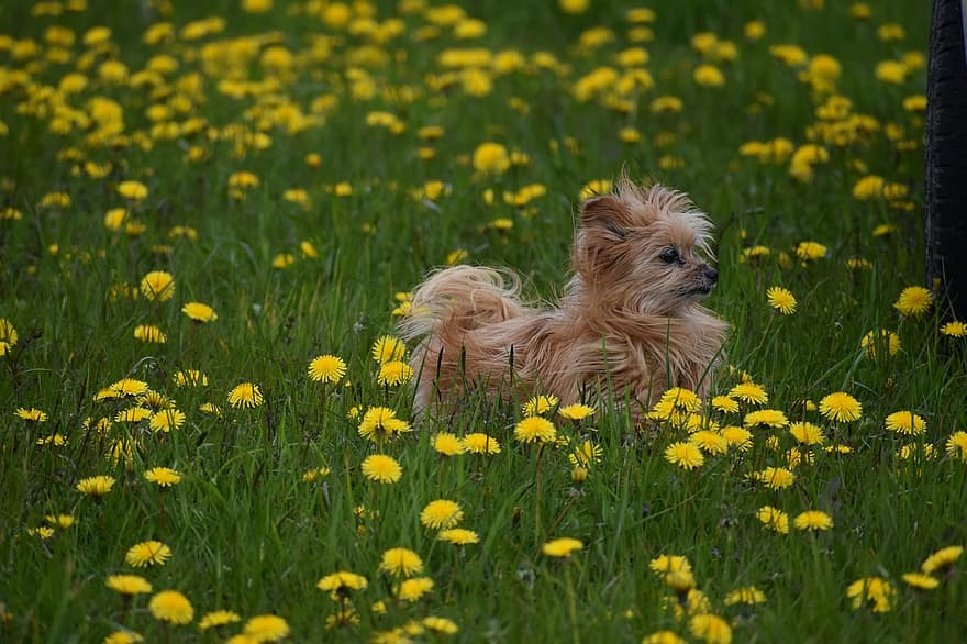 собака, одуванчики, поле, луг, желтые цветы, щенок, пушистый, домашнее животное, собачий, млекопитающее, животное