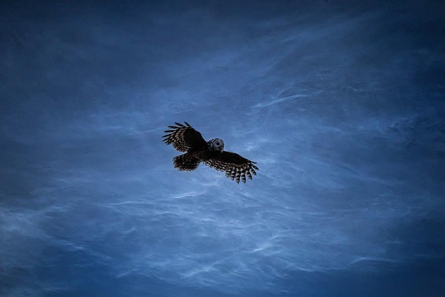 Уральская сова, сова, небо, летающий, животные в дикой природе, синий, клюв, хищная птица, пух Перо, ястреб, птица