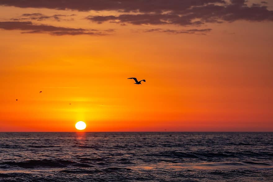 mouette, mer, le coucher du soleil, en volant, oiseau, Soleil, lumière du soleil, horizon, océan, eau, oiseau volant