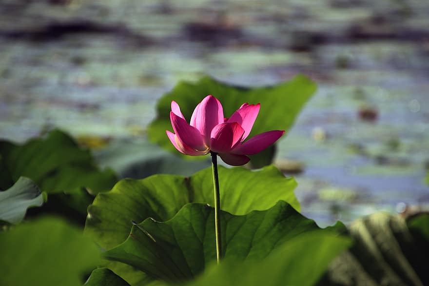 flor, lotus, nenúfar, planta aquàtica, full, planta, cap de flor, estiu, pètal, estany, color verd