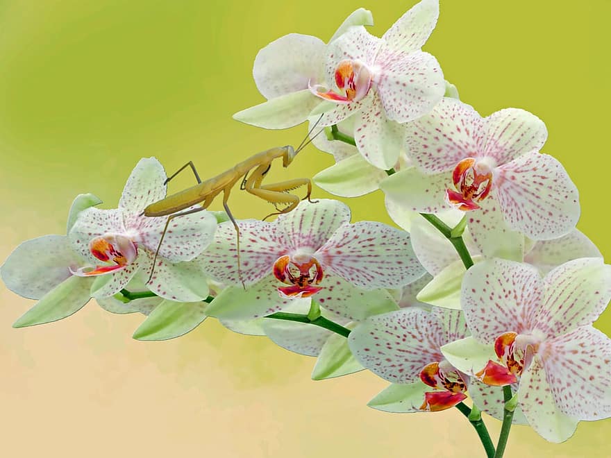 mantis, orchidej, květ, zvířat