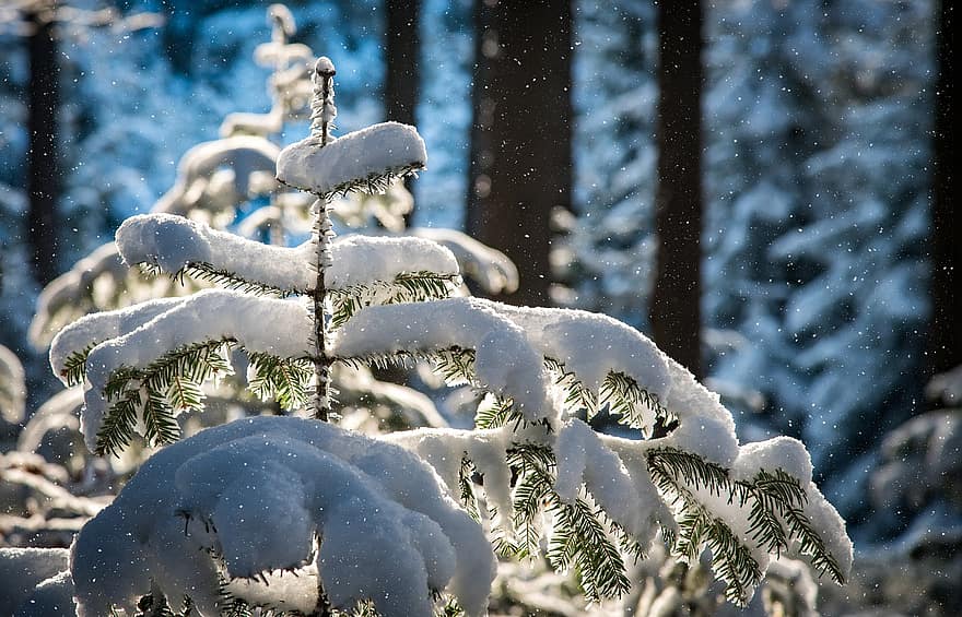 tuyết rơi, cây thông, cây, tuyết, sương muối, có tuyết rơi, khô héo, tuyết phủ, mùa đông, rừng