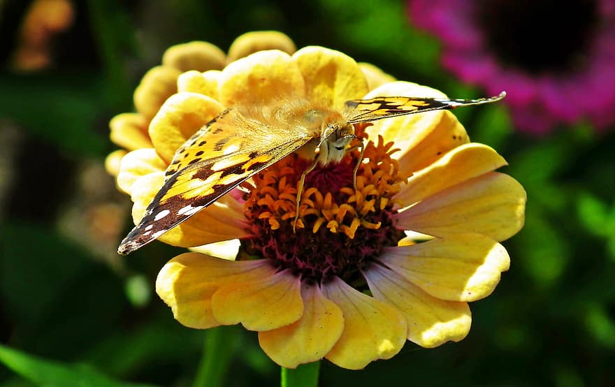 Butterfly, Insect, Zinnia, Painted Lady, Animal, Flower, Nature, Garden