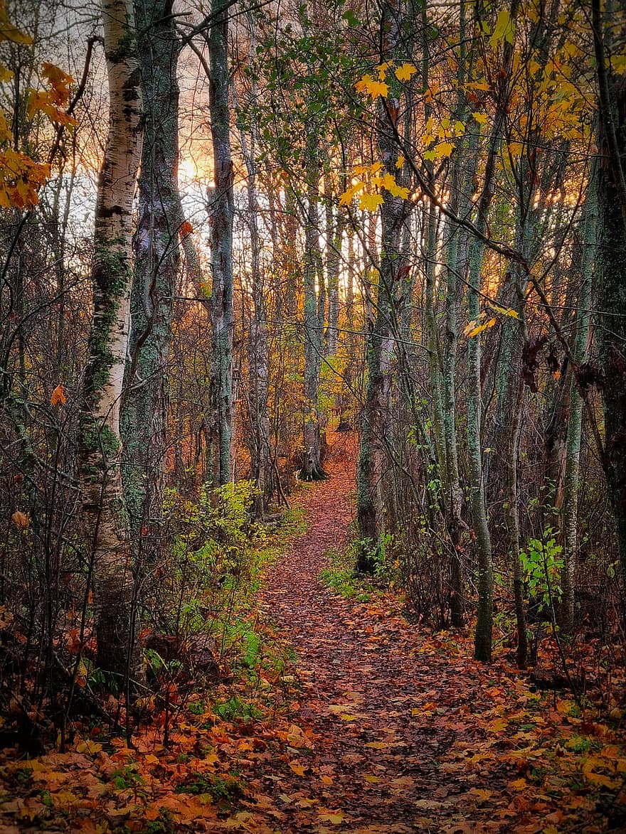 森林、秋、トレイル、木、自然、パス、風景、葉、シーズン、黄、歩道