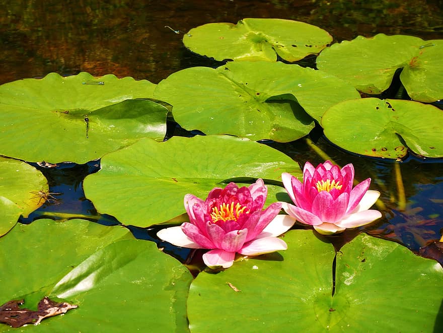 lotos, kwiaty lotosu, lilie wodne, staw, rośliny wodne, kwiaty, Japonia