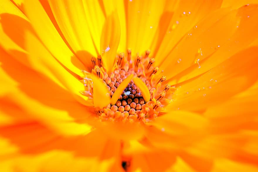 Pot Marigold, Flower, Plant, Petals, Bloom, Flora, Nature, Spring, Garden, Closeup