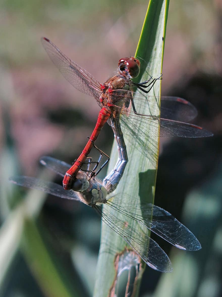 Dragonfly, Insects, Pairing, Macro Photography, Entomology, Flying Insect, Red-veined Darter Dragonfly, Mating, Nature, close-up, insect