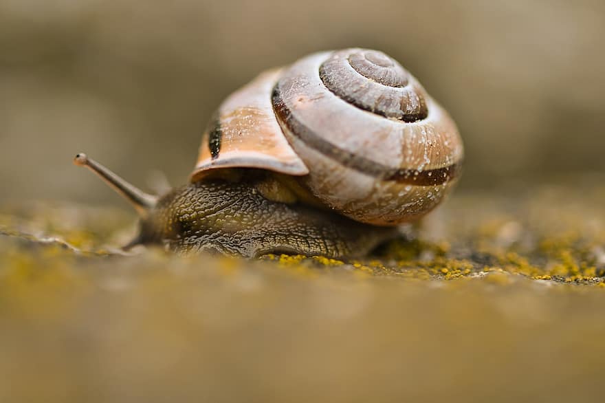Snail, Mollusk, Shell, Creature, Slow, Animal, Nature, Snail Shell, Probe