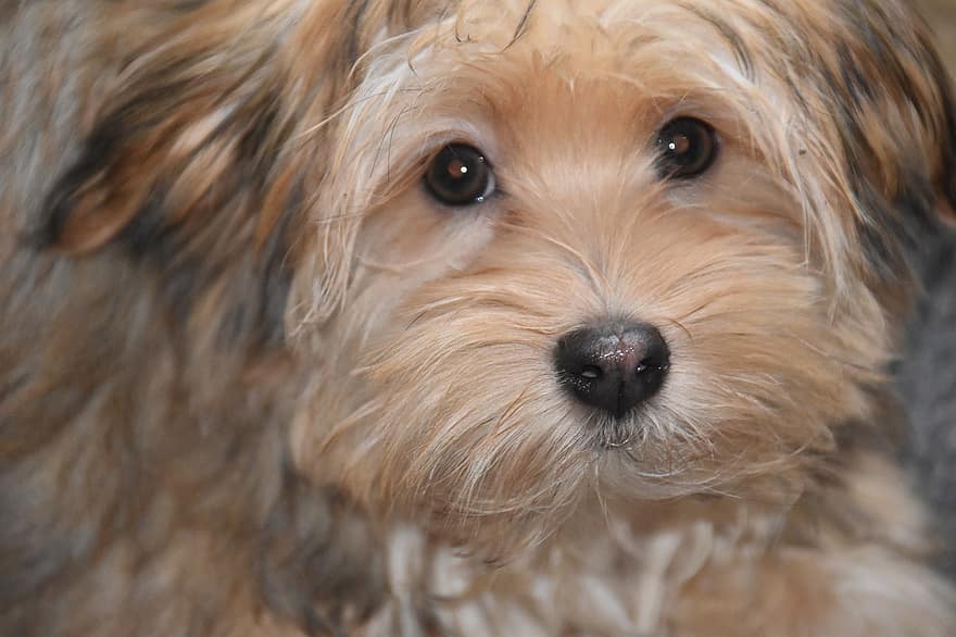 犬の肖像画、ハバニーズ、愛犬、ハバナカラー、毛深い