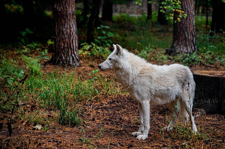 الذئب الأبيض ، ذئب ، الكلاب ، حيوان ، الحيوان الثديي ، الكلب ، الحيوانات البرية ، صورة ، غابة ، أبيض ، حديقة حيوان