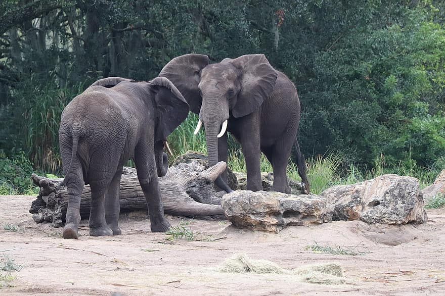 con voi, động vật, ngà, động vật lớn, Động vật có vú lớn, Châu phi, động vật có vú, Thiên nhiên, safari, thế giới động vật, động vật hoang dã