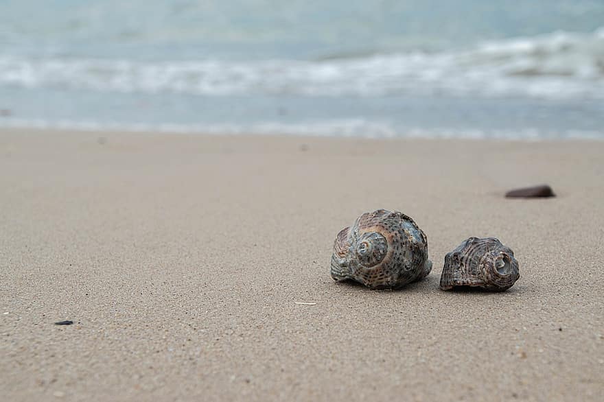 Shells, Sea, Beach, Sand, Waves, Water, Nature