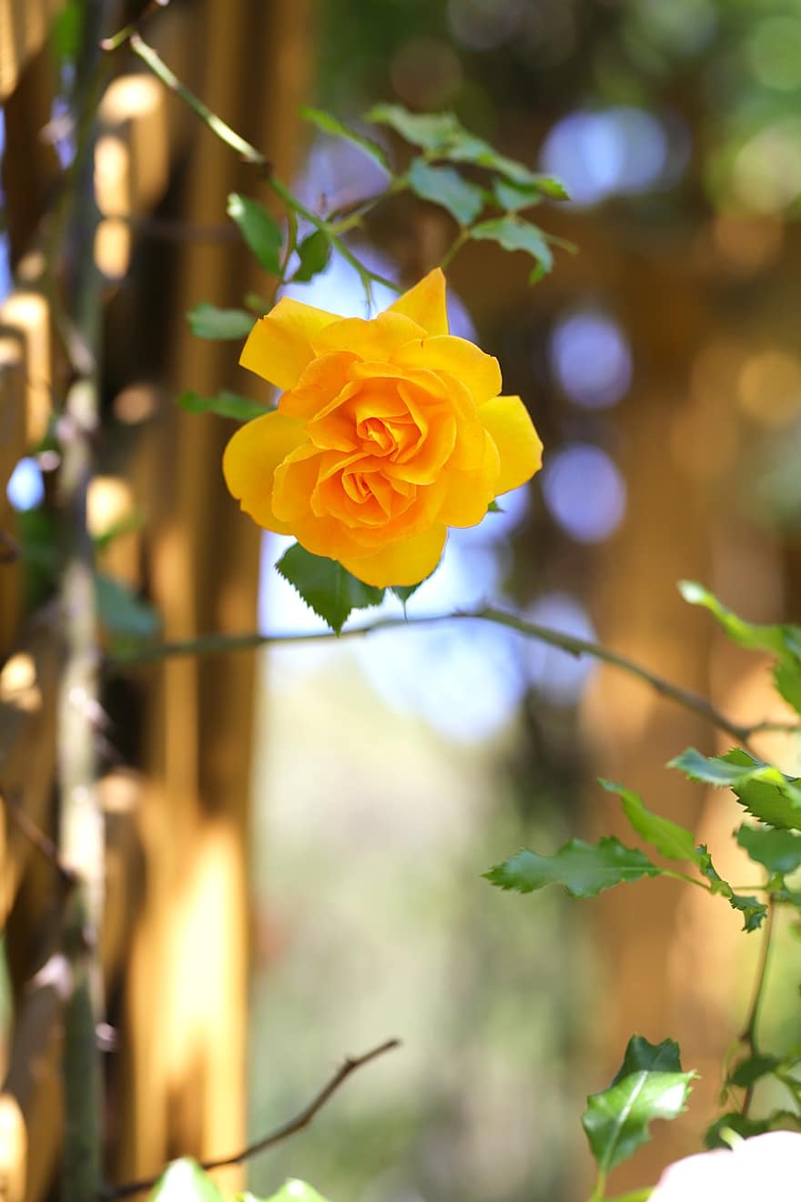 τριαντάφυλλο, λουλούδι, φυτό, κίτρινο αυξήθηκε, κίτρινο άνθος, πέταλα, ανθίζω, φύλλα, κήπος, φύση