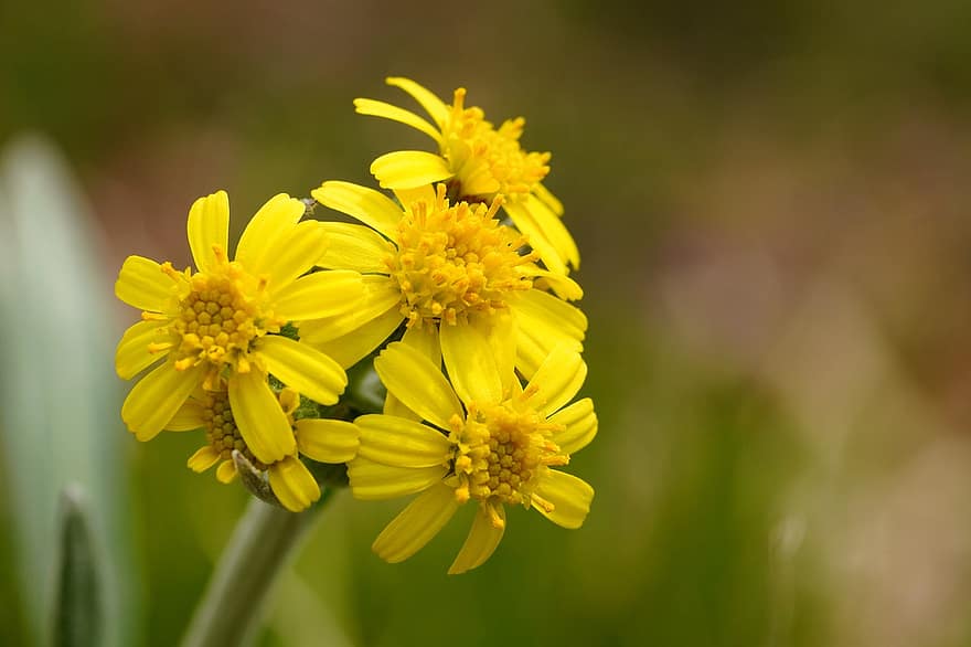 Field Fleawort, λουλούδια, φυτό, κίτρινο άνθος, αγριολούλουδα, πέταλα, ανθίζω, χλωρίδα, άνοιξη, φύση, closeup