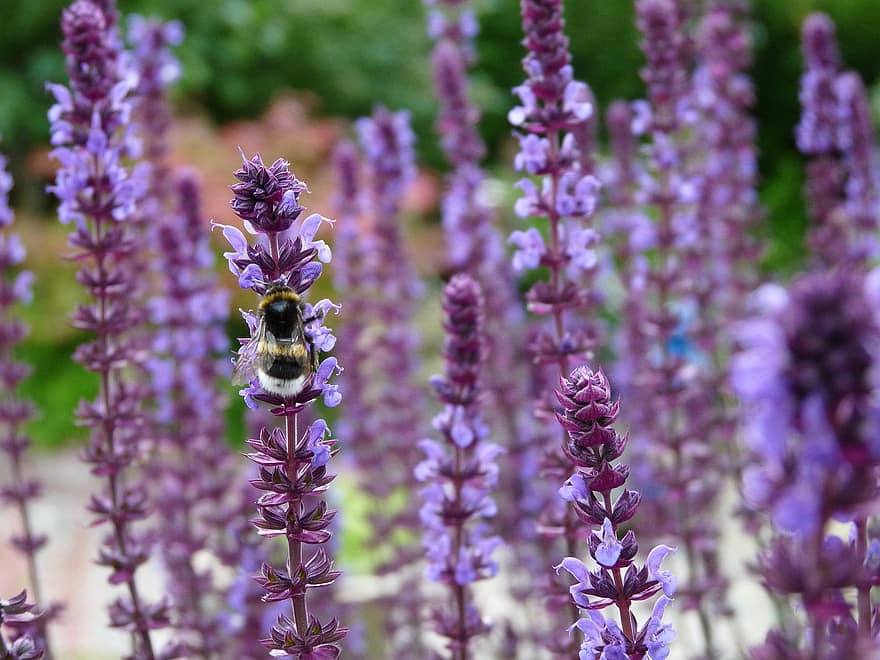 ช่อลาเวนเดอร์, ดอกไม้, ปลูก, bumblebee, ฤดูร้อน, ธรรมชาติ, สีม่วง, หอม