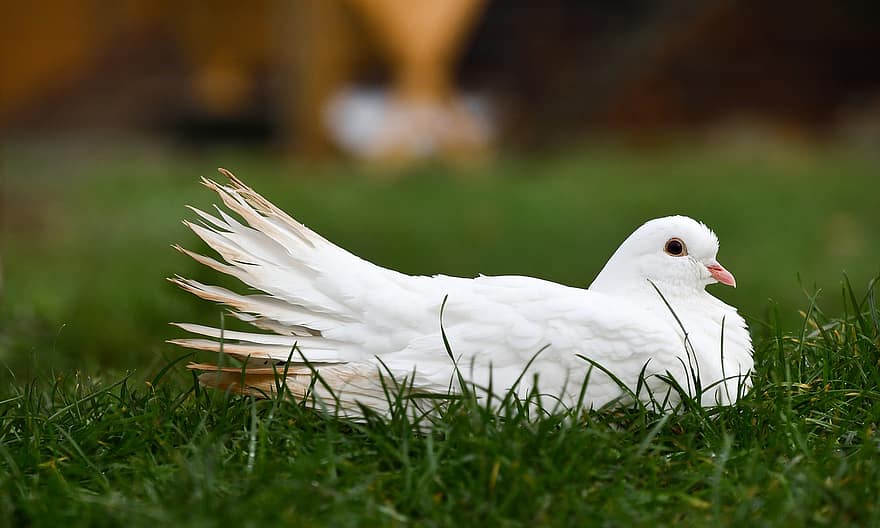 Pigeon, Bird, Meadow, White Pigeon, White Dove, Dove, Animal, Field, Nature, Closeup, Beak