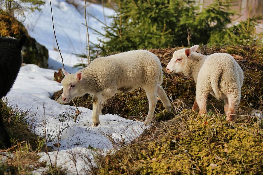 owca, owieczka, śnieg, zimowy, las, żywy inwentarz, Zwierząt, zwierzęta hodowlane, gospodarstwo rolne, scena wiejska, trawa