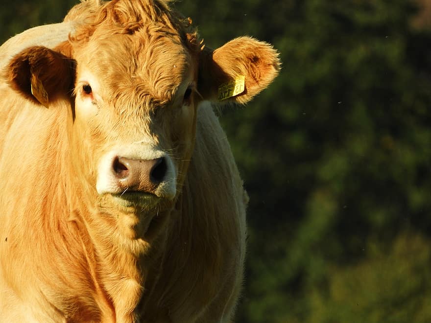 Kuh, Rindfleisch, Limousin Rinder, das Vieh, Hof, Tier, Natur, Säugetier, Landwirtschaft, ländlich