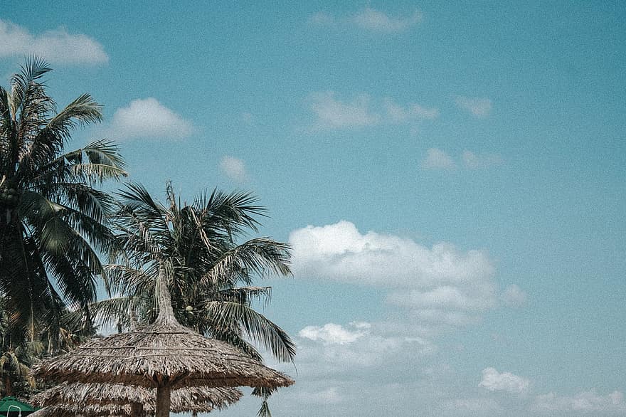 пальмовые деревья, тропический, пляж, на открытом воздухе