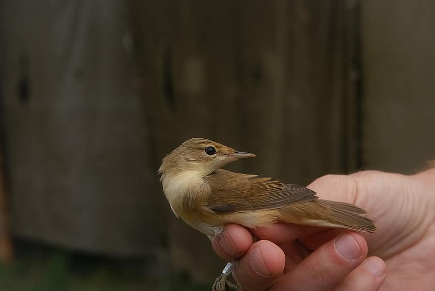 reed warbler, ocell, seient, mà, animal, ploma, bec, càrrec, observació d'aus, ornitologia, món animal