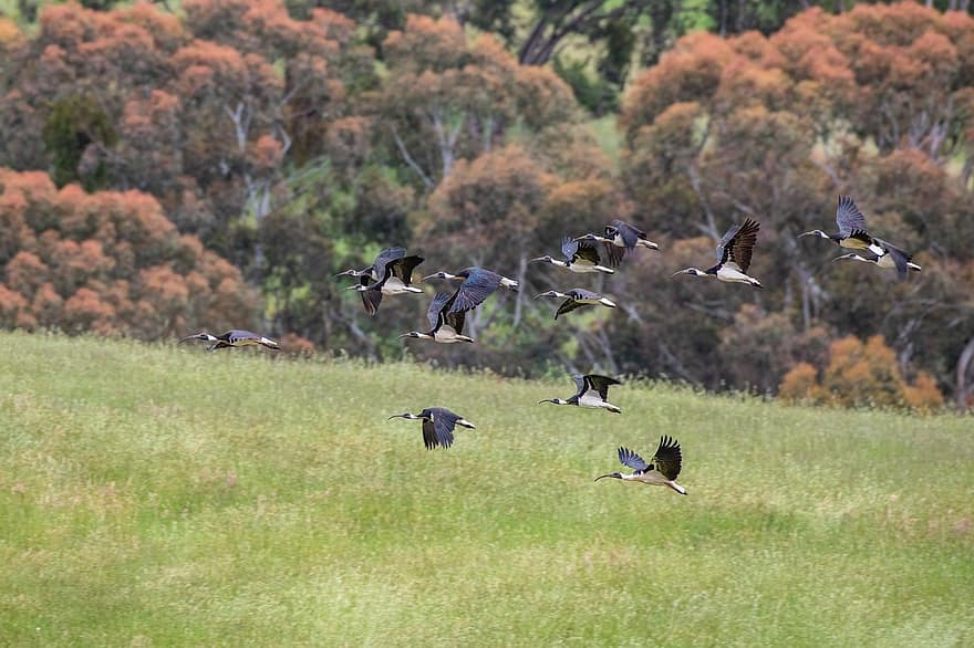ibis met gestreepte hals, vogelstand, vlucht, ibis, threskiornis spinicollis, dieren, dieren in het wild, kudde, vliegend, natuur, aviaire