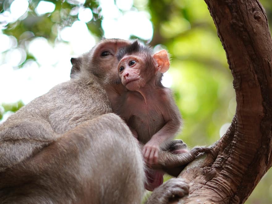 monyet, bayi monyet, ibu, binatang, primata, bayi binatang, margasatwa, kecil, imut, binatang di alam liar, binatang muda