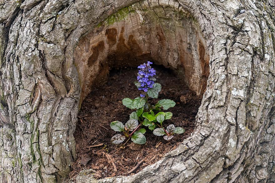Flower, Purple, Tree, Hole, Nature, Symbiosis, plant, leaf, close-up, growth, green color