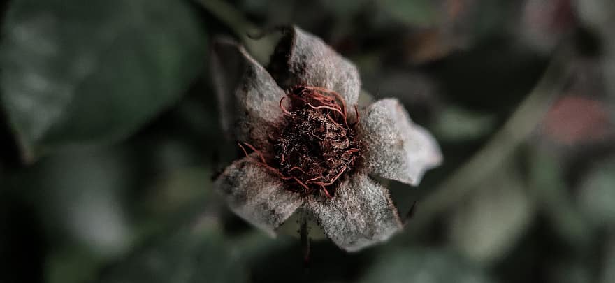 Flower, Plant, Dry, Rose, Petals, Withered, Dried, Faded, Nature, Summer