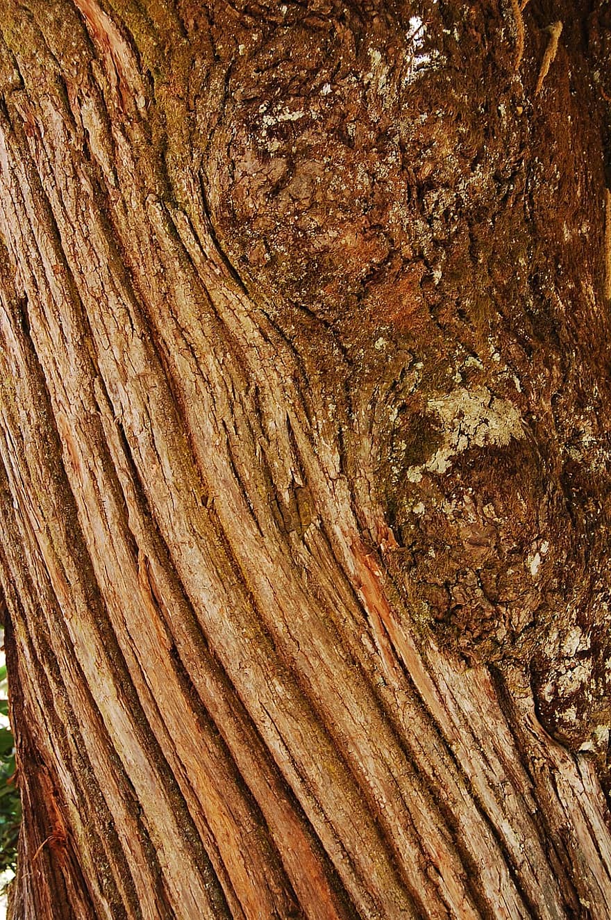 medžio kamienas, medžio žievė, tekstūra, medis, makro, mediena