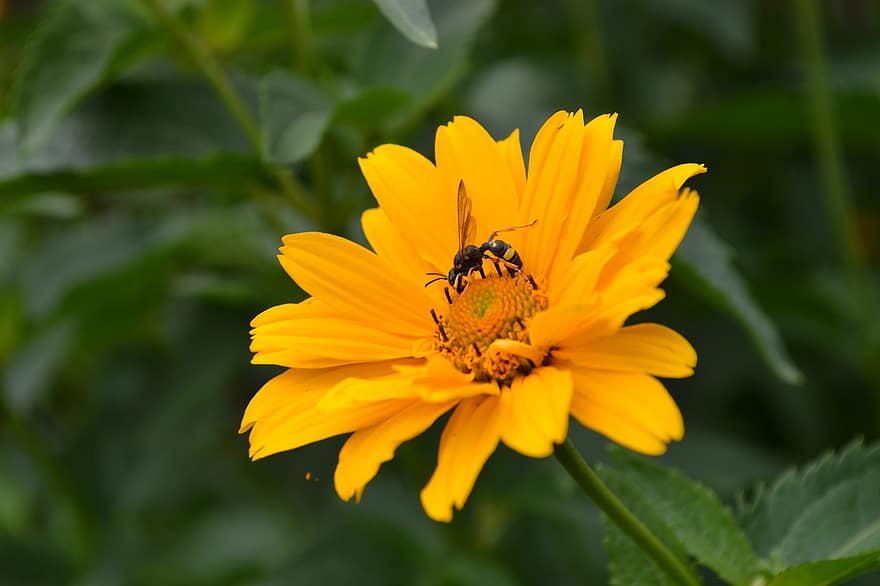 viespe, insectă, poleniza, polenizare, floare, insectă înțepată, aripi, natură, hymenoptera, entomologie