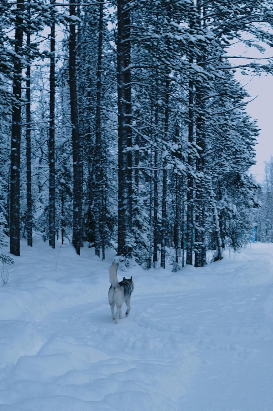 Wilk, psi, śnieg, zimowy, zwierzę, futro, pysk, ssak, canis lupus, fotografia zwierząt, drapieżnik