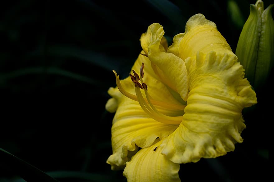 hemerocallis gỗ châu phi, bông hoa, cánh hoa, thân cây, màu vàng
