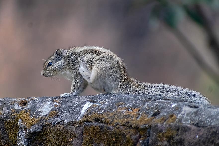 mókus, rágcsáló, takarmányozás, enni, vadvilág, erdő, vadon, természet, állat, állati világ, ellenőrizhető cica