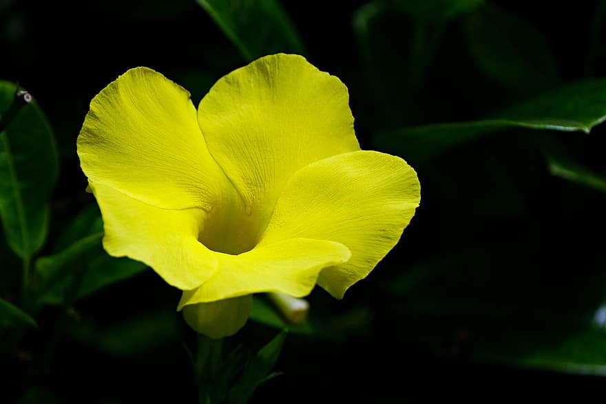 rocktrumpet, цвете, растение, mandevilla, жълто цвете, листенца, разцвет, флора, природа
