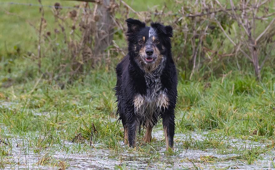 Border Collie, Dog, Marsh, Pet, Collie In Water, Animal, Breed, Domestic Dog, Canine, Mammal, Cute