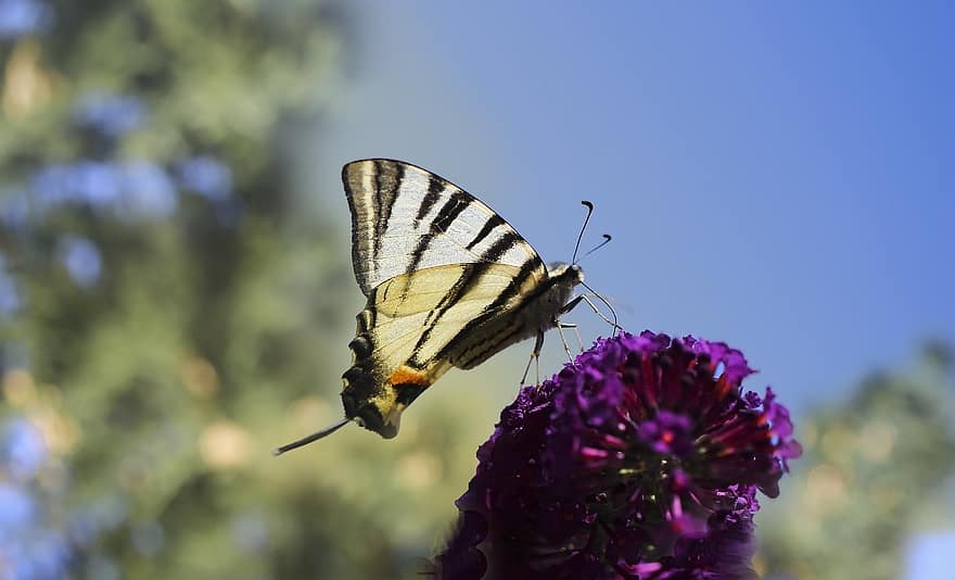 бабочка, насекомое, природа, сад, фиолетовые цветы, крылья