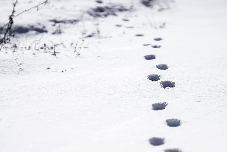 Paws, Snow, Footprints, Track, Cat