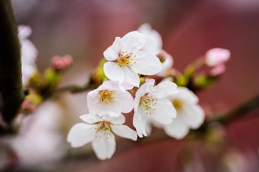 fiore di ciliegio, fiori, ramo, primavera, fiori bianchi, fioritura, fiorire, albero, natura, macro, avvicinamento