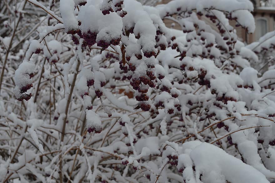 busk, anlegg, tre, snø, vinter