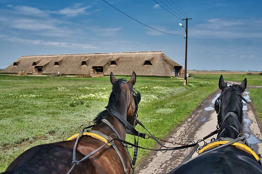 paarden, huis, kar, toerisme, Hongarije, traditioneel, paard, landelijke scène, farm, hengst, gras