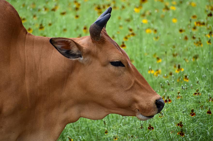 Bull, Cow, Brown, Wild, Cattle, Animal, Farm, Livestock, Horns, Nature, Texas