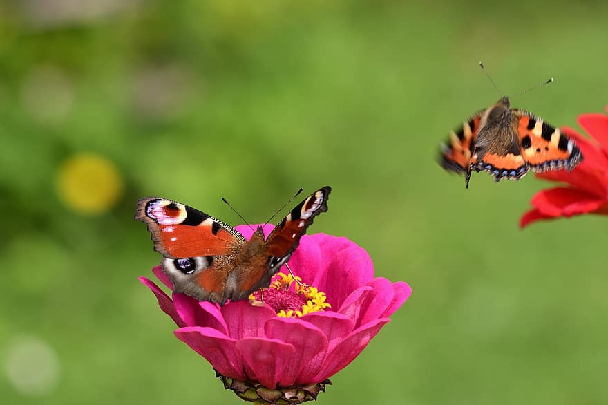sommerfugler, pollinere, blomst, pollinering, insekter, bevingede insekter, sommerfuglvinger, blomstre, flora, fauna, natur