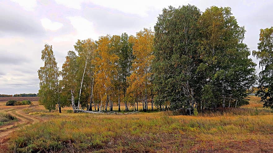 träd, skog, väg, natur, ryska, hemland