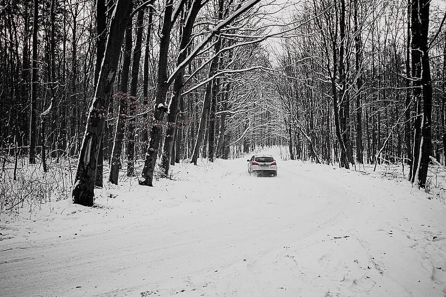 sniegas, žiemą, kelias, miškas, kaime, pobūdį, automobilis, medis, transportavimas, greitis, sezoną