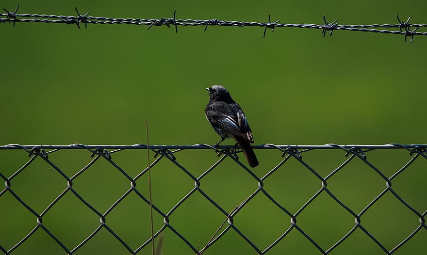Bird, Fence, dom, Symbol, Barbed Wire, Barrier, beak, feather, close-up, animals in the wild, one animal