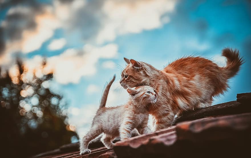 kedi yavrusu, kedi, aile, gökyüzü, çit, ağaçlar, Aşk, anne, çocuk, fayans